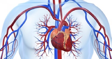 مفاجأة.. دهون الأوعية الدموية تقى من أمراض القلب مفاجأة.. دهون الأوعية الدموية تقى من أمراض القلب