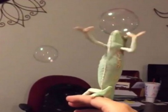 شاهد.. حرباء تتمتع بخفة ظل تلعب بفقاعات الماء