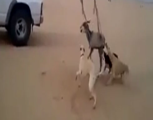 بالفيديو : شاهد الكلاب اثناء تعذيبها للمعزة