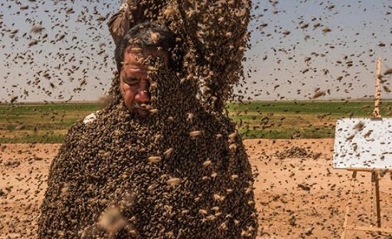 صور مخيفة : سعودي يحاول كسر رقم غينيس بـ"عباءة نحل"