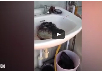 بالفيديو.. لقطات مرعبة لتمساح حي بعد فصل رأسه عن جسده