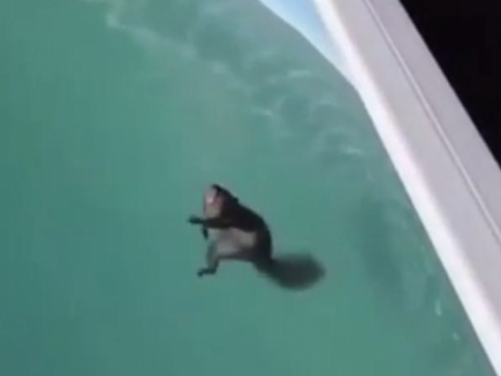 شاهد: كيف أنقذ رجل سنجاب من الغرق