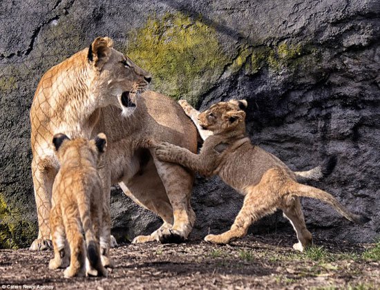 بالصور.. أسد يعاقب شبله الصغير