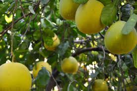 الزراعة تهيب بعدم قطف ابو صرة والبوملي قبل نضوجها