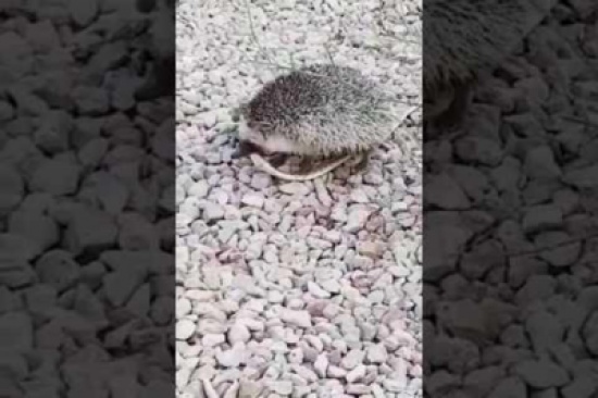 رجل يوثق مقطع فيديو لقنفذ يتغذى على ثعبان رداً على الشبان آكلي القنافذ