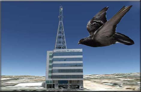 الحمام الزاجل يحمل إلى المدينة نيوز من العقبة تفاصيل ضياع الـ 125 مليون دينار ( حقائق جديدة وأرقام مثيرة ) 