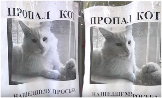 بالفيديو : بوستر قط مفقود يتسبب في وهم بصري محير