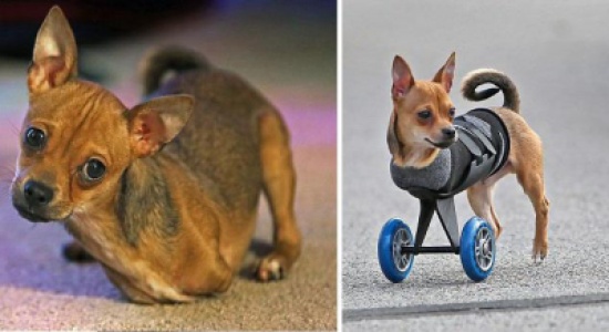 كلب يحصل على "حياة جديدة" بتقنية الطباعة ثلاثية الأبعاد