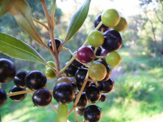 " ارشاد اربد" تواصل حملتها لمكافحة ذبابة ثمار الزيتون