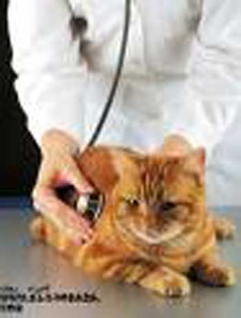 عمومية الاطباء البيطريين تمهل الحكومة حتى نهاية الشهر لاقرار نظامها الخاص 