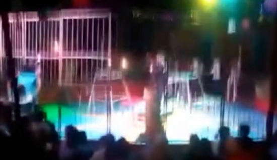 بالفيديو.. لحظة دخول عروس قفص الأسود للاحتفال بخطوبتها بالفيديو.. لحظة دخول عروس قفص الأسود للاحتفال بخطوبتها