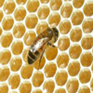 تسليم 21 خلية نحل لاسر فقيرة في الكورة