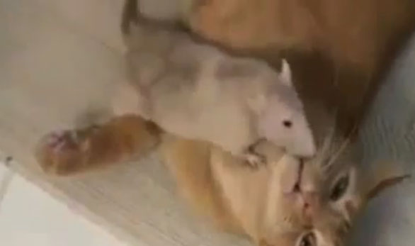 اضحك مع القطط