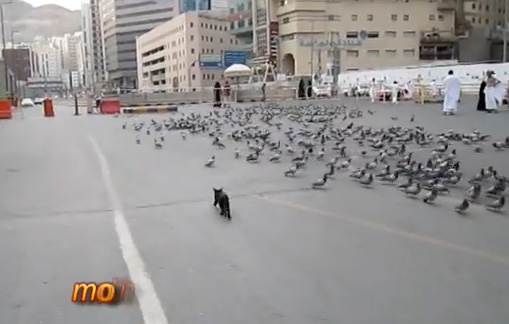 قط يتفنن في صيد الحمام ويفترسهم في الحرم المكي