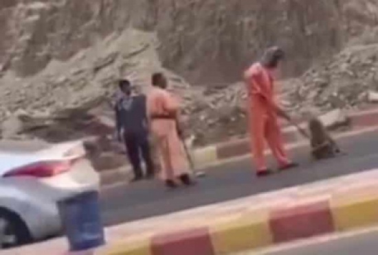 بالفيديو:هجوم جماعى لقرود على عاملى نظافه