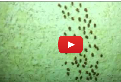 أطفال العناكب يرسمون لوحة فنية