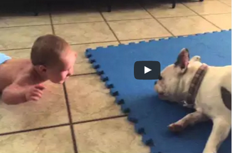 شاهد.. كلب يفعل المستحيل لإضحاك هذا الصغير.. وينجح