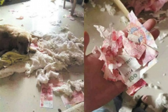 رجل يخفي امواله في كراسي المنزل ولكن يتفاجأ بشئ غير معقول !