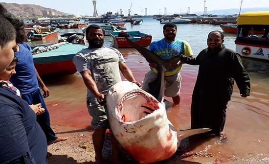 بالصور : اصطياد سمكة قرش في العقبة بالصور : اصطياد سمكة قرش في العقبة