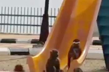 بالفيديو / قرود تلهو في حديقة كالأطفال بالفيديو / قرود تلهو في حديقة كالأطفال