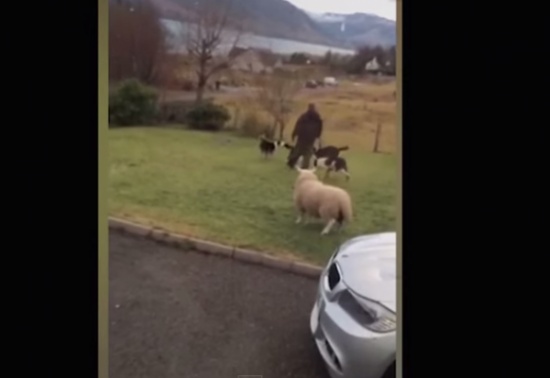 شاهد..  نعجة تظن نفسها "كلباً"