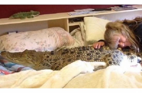 كيف تعيش هذه المرأة مع تمساح في بيتها؟ (شاهد)