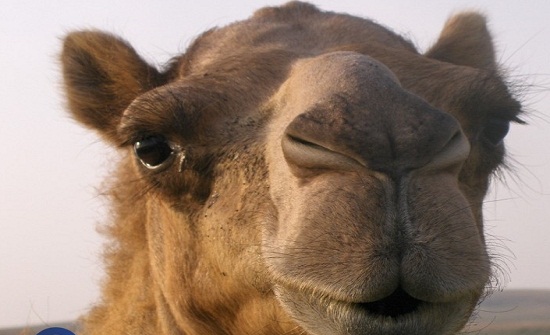 بالفيديو: جمل يمضغ أوراق الصبار بأشواك طولها ١٥ سم