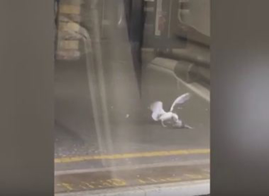 بالفيديو: مشهد مروع لنورس يأكل حمامة حية أمام ركاب قطار