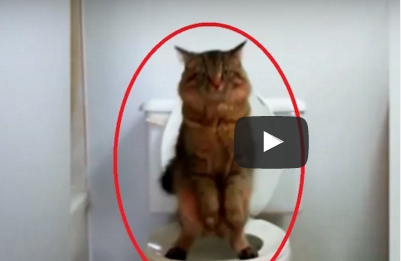 شاهد.. قطة تستخدم «التواليت» ببراعة مثل الإنسان
