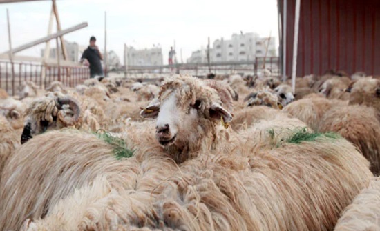 مواطنون : مشاكل حظائر الأضاحي مستمرة وتُرحّل من عام إلى آخر