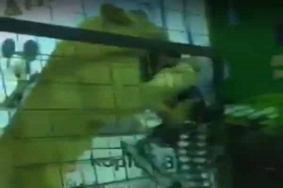 شاهد.. فعالية في جدة تضع “أسداً” بين أطفال ليخرج عن السيطرة ويهجم على طفلة