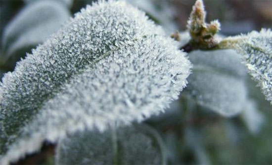 تحذير للمزارعين من تشكل الصقيع