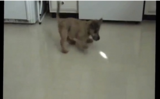 جرو صغير يلعب مع الضوء