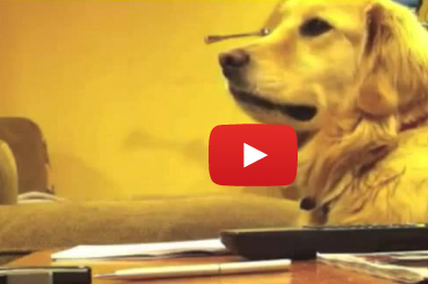 كلب يحب الاستماع للغيتار