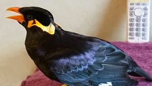 طائر يتحدث اليابانية ويجيب على الهاتف