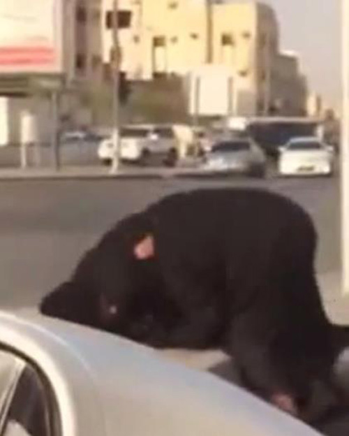 بالفيديو:خلاف بين متسولتين بإحدى الإشارات يتطور إلى "مصارعة حرة" على الطريق