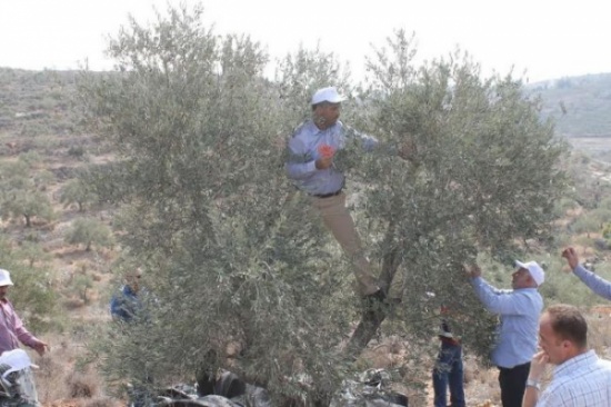 يوم عمل تطوعي في حلاوة