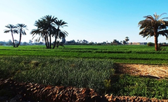 نشطاء يزرون وادي الريان لدعم السياحة الريفية نشطاء يزرون وادي الريان لدعم السياحة الريفية
