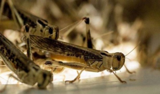 "المهندسين" مستعدة للتعاون بمكافحة الجراد