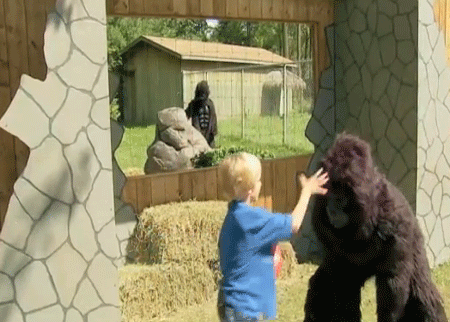 اللعب مع الغوريلا