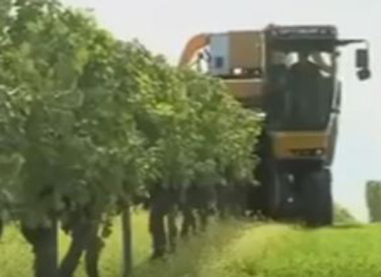 بالفيديو: تكنولوجيا الزراعة.. ألة تقطف حبات العنب ولاتؤذي الشجرة