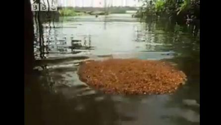 قل سبحان الله