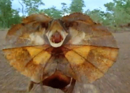 سحلية تمشي كالدراجة