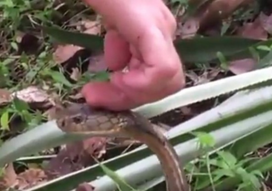 شاهد: صبي في الثانية عشرة يداعب أفعى كوبرا سامة