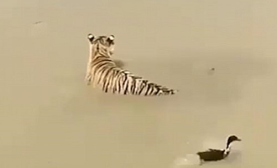 بالفيديو : بطة تخدع نمرا بأسلوب ذكي وتفر منه