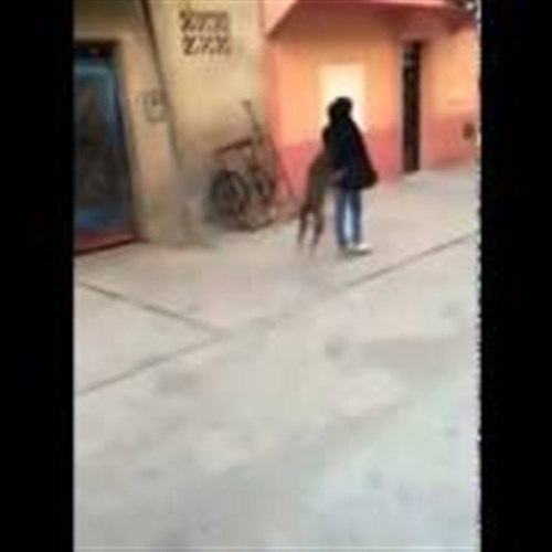 بالفيديو.. شاب يحرض كلب على اختطاف حقيبة فتاة بالفيديو.. شاب يحرض كلب على اختطاف حقيبة فتاة