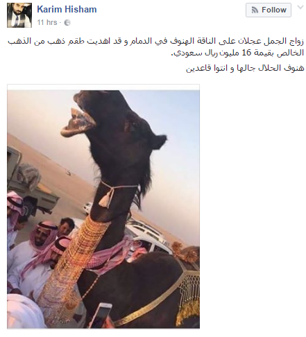 شاهد.. شبكة ذهب بـ39 مليون جنيه من جمل لناقة