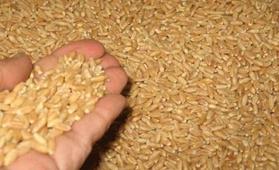 لجان استلام الحبوب تباشر عملها غدا