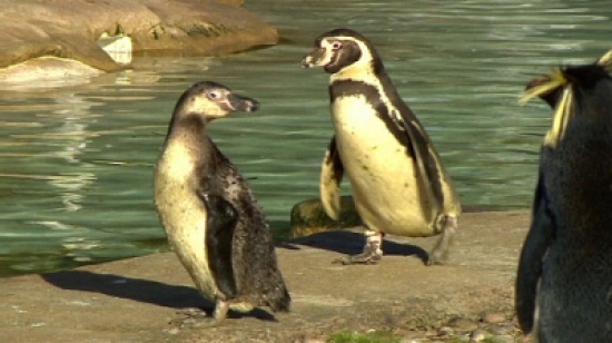 شاهد.. ما السر وراء تهادي البطريق في مشيته؟