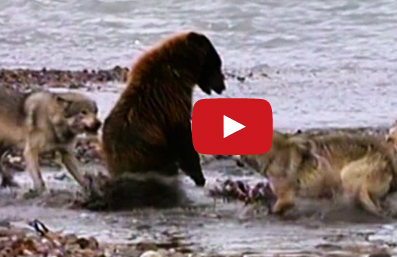 شاهد..كيف انتهى صراع دب و4 ذئاب على فريسة!